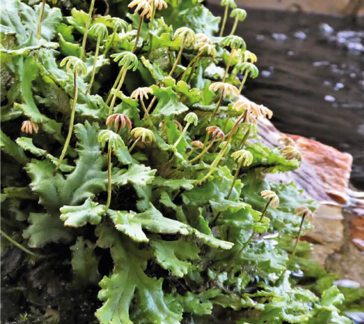 Escuela Criptogámica Mario Honrubia