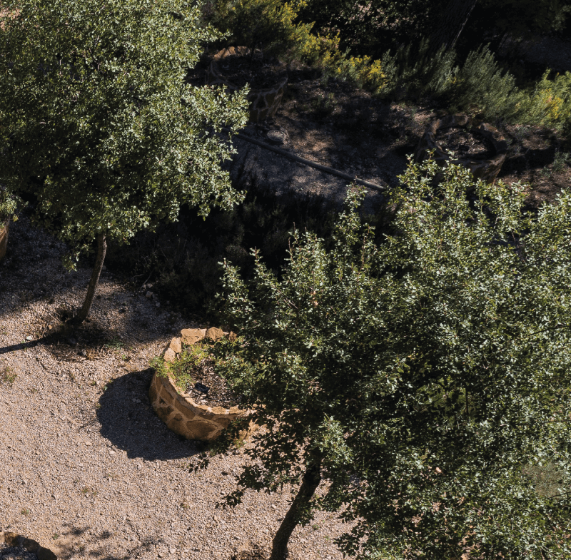 Roble quejigo del horóscopo