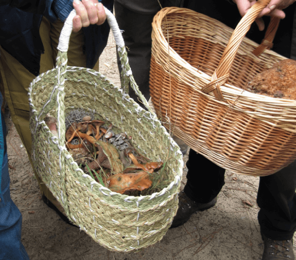 Jornadas micológicas