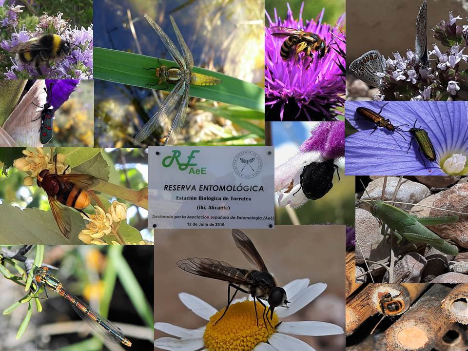 Reserva entomológica