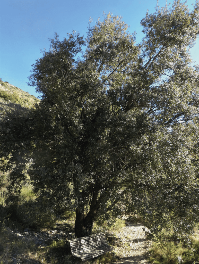 Carrasca de la Jirafa