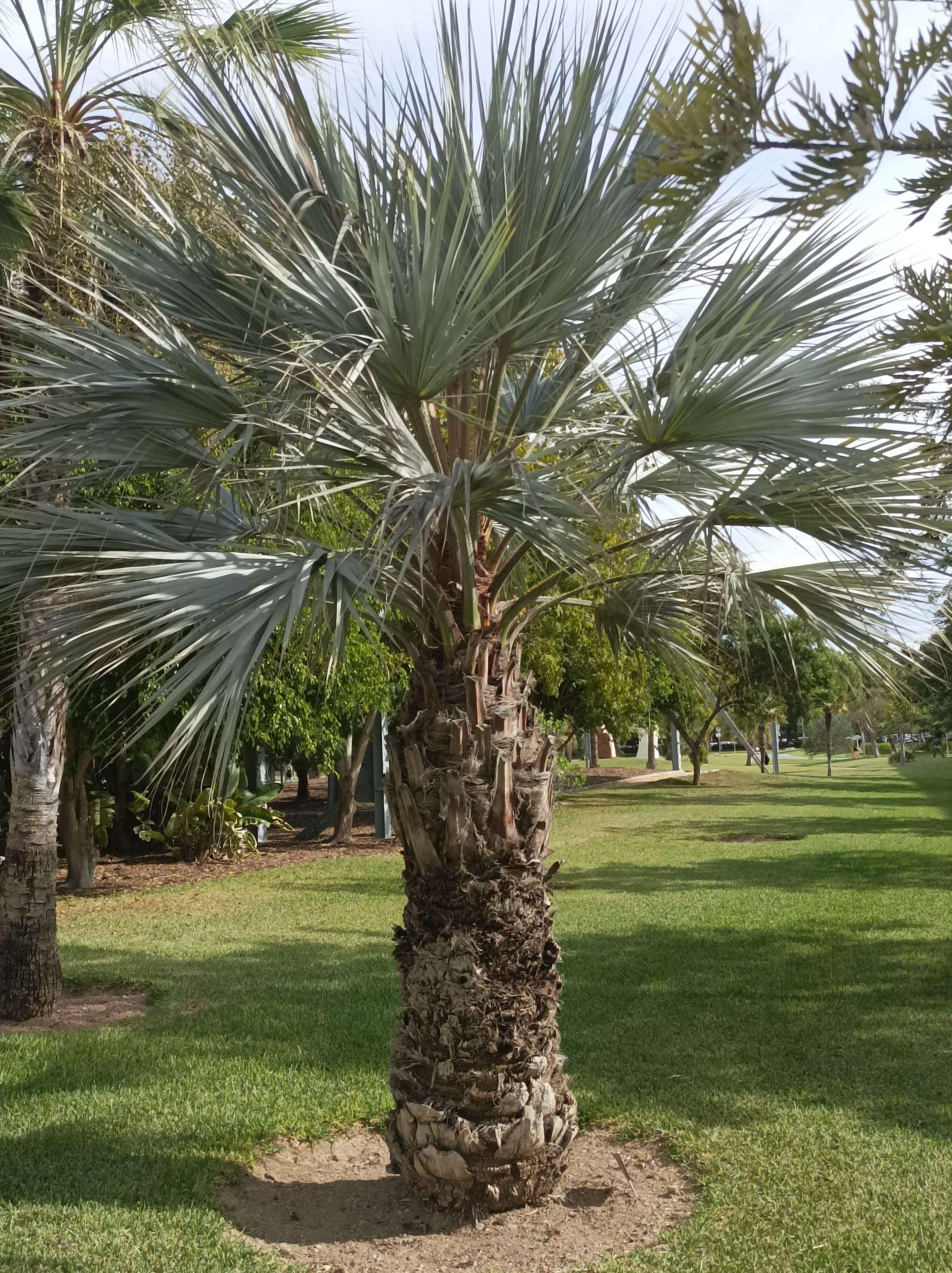 Brahaea armata campus