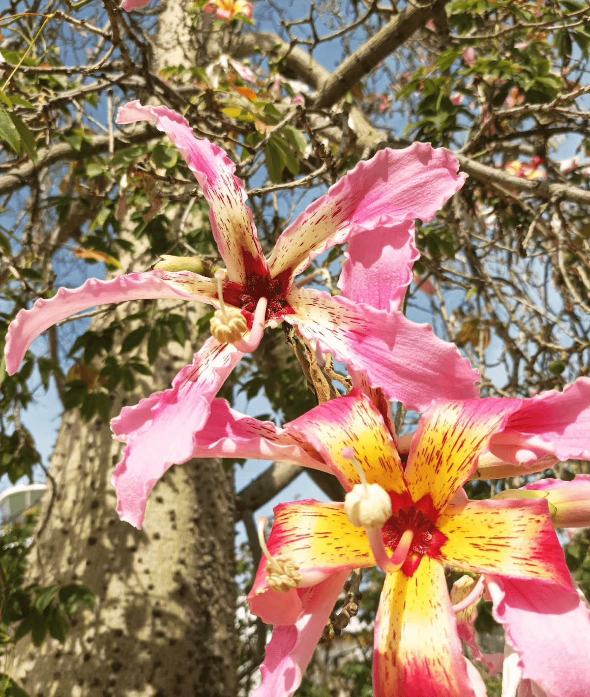 Flor Chorisia Speciosa