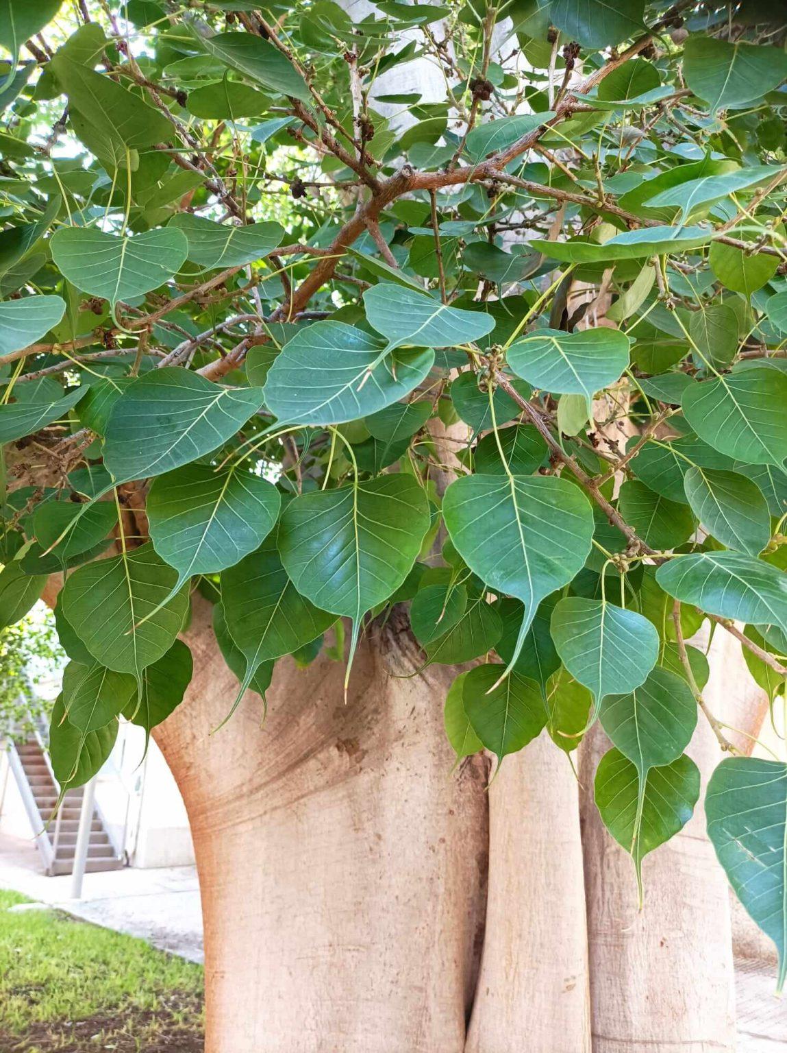 Hoja Ficus Religiosa