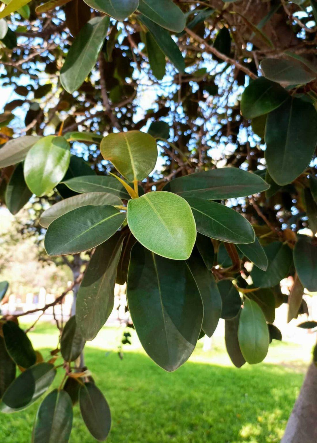 Ficus rubiginosa