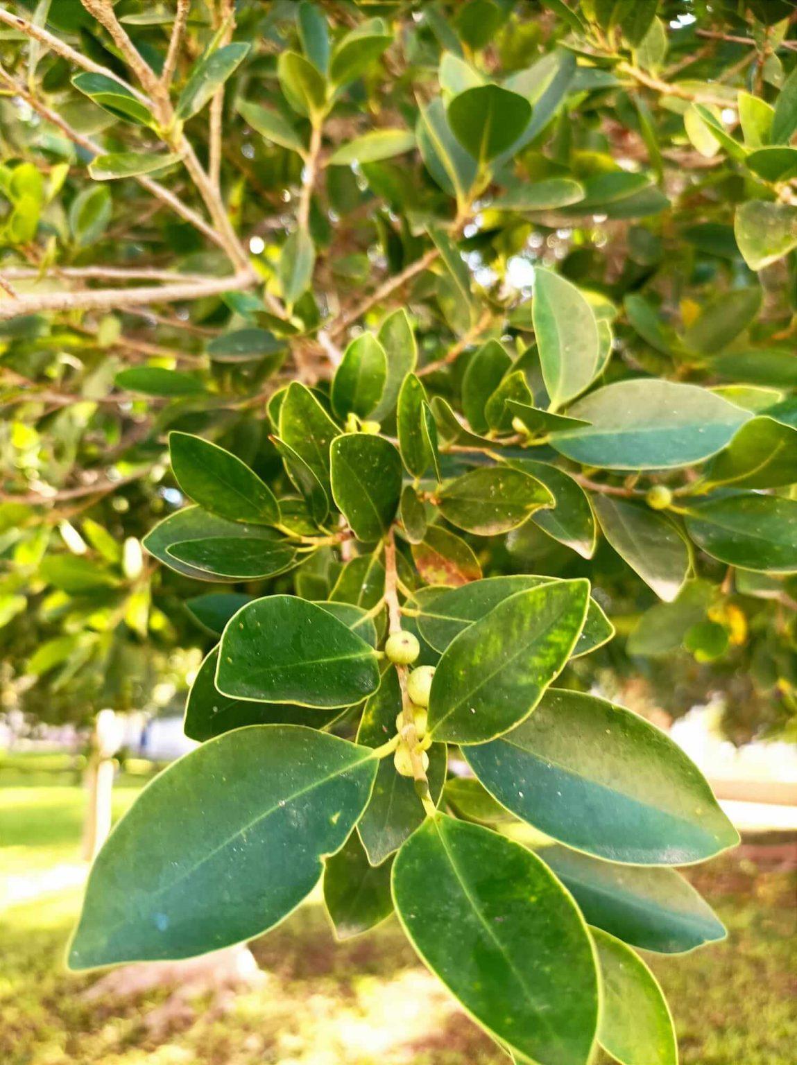 Ficus rubiginosa