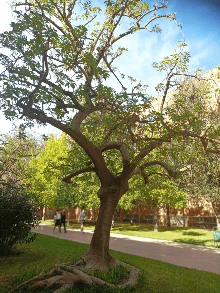 Ombú Bella Sombra Campus de la UA