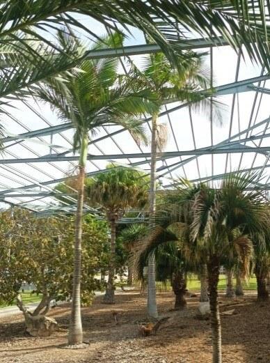 Palma Alexandra Campus de la UA