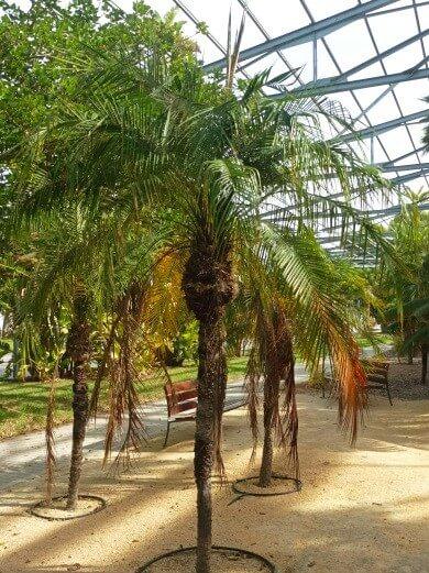 Palma Enana Campus de la UA