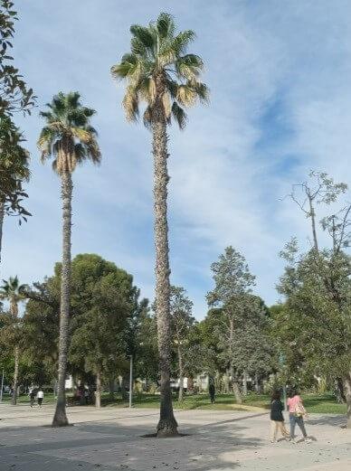 Palma Mexicana Campus de la UA