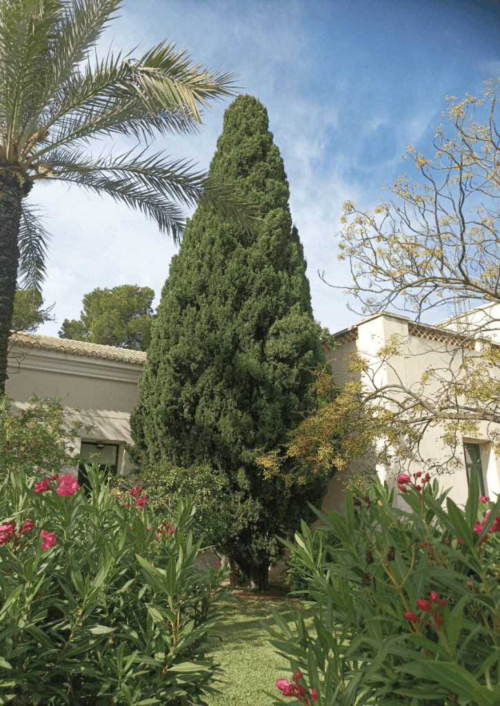 Cupressus sempervirens