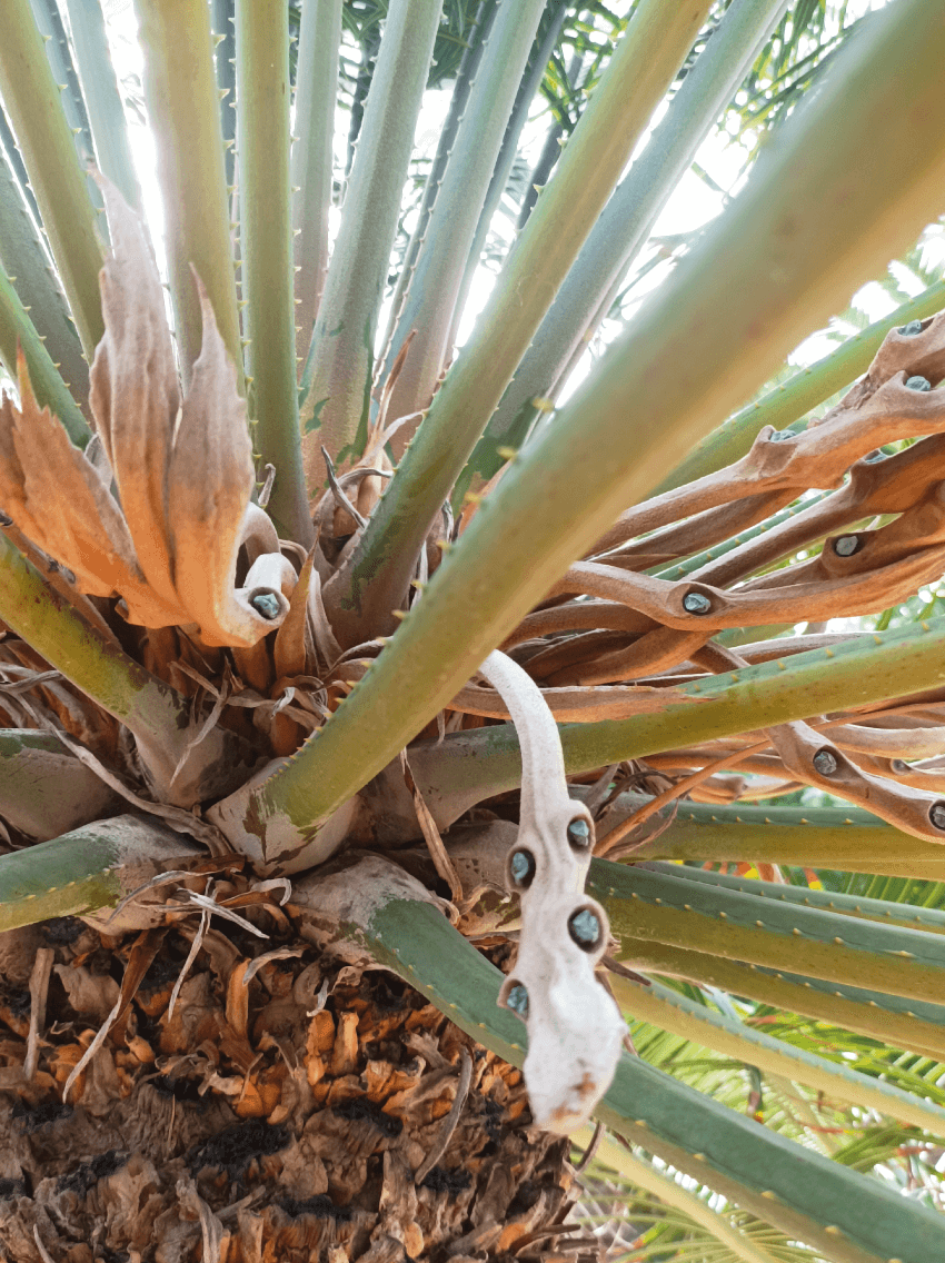 Cycas-circinalis-opt-2