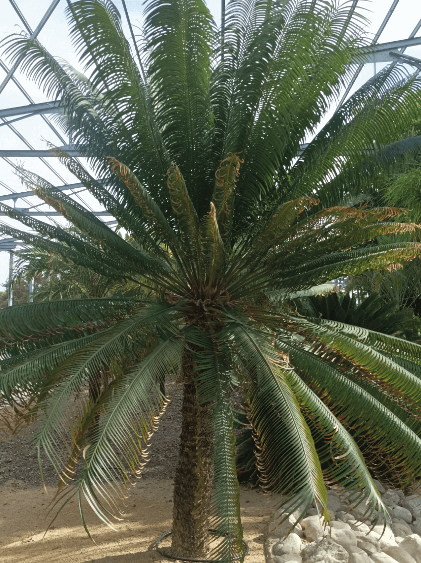 Cycas-circinalis-opt