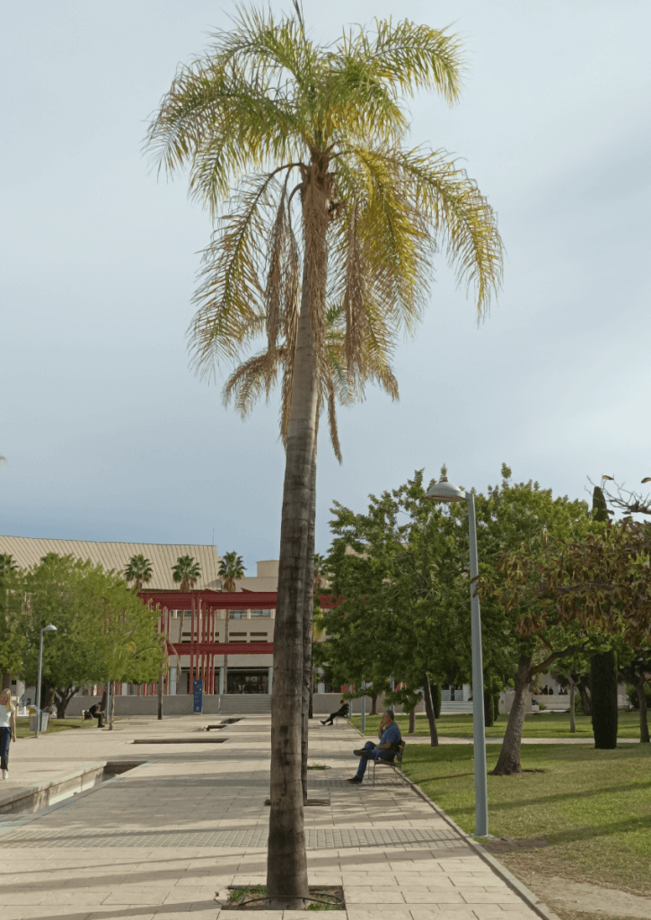 Syagrus romanzofianum