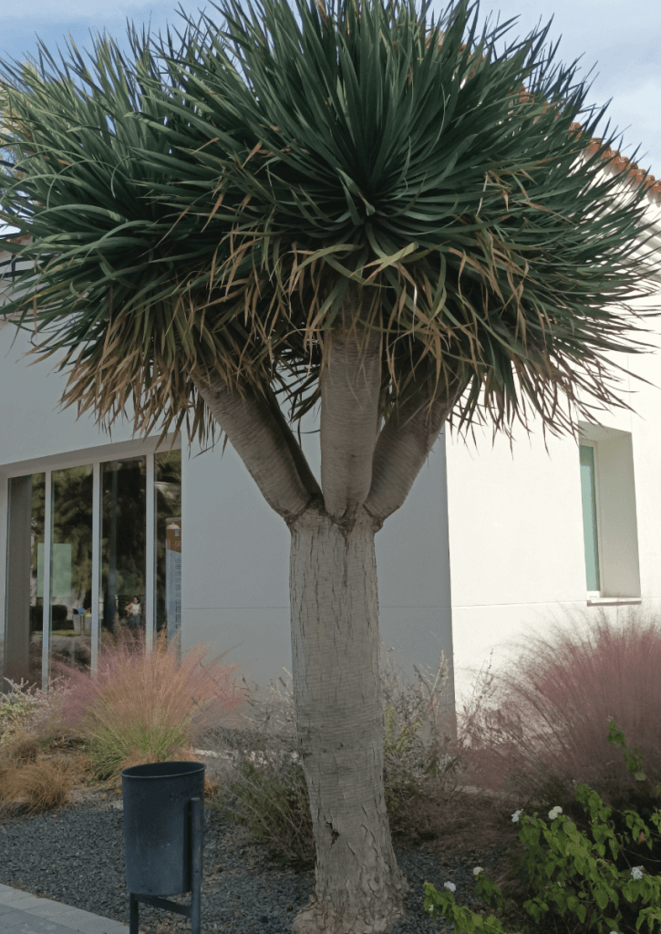Dracaena Draco