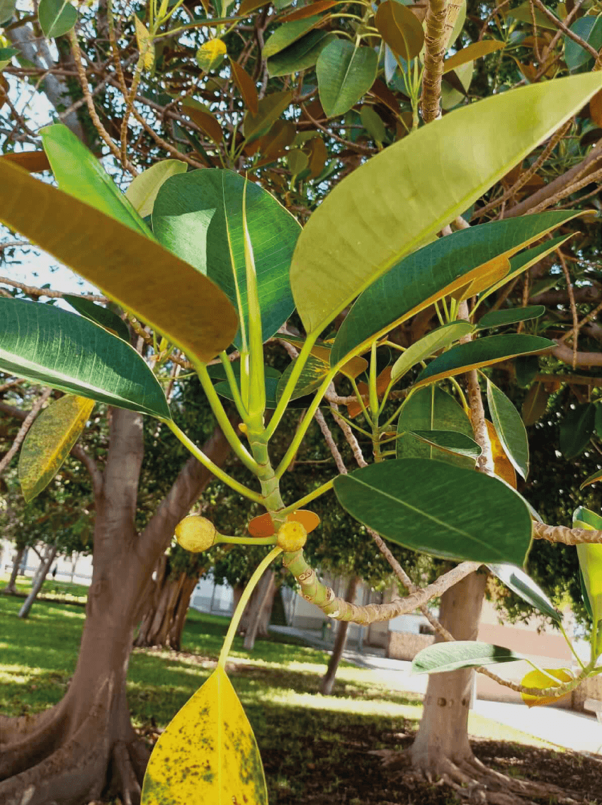 ficus-cf-macrophylla-opt-2