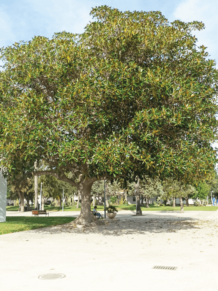 ficus-cf-macrophylla-opt